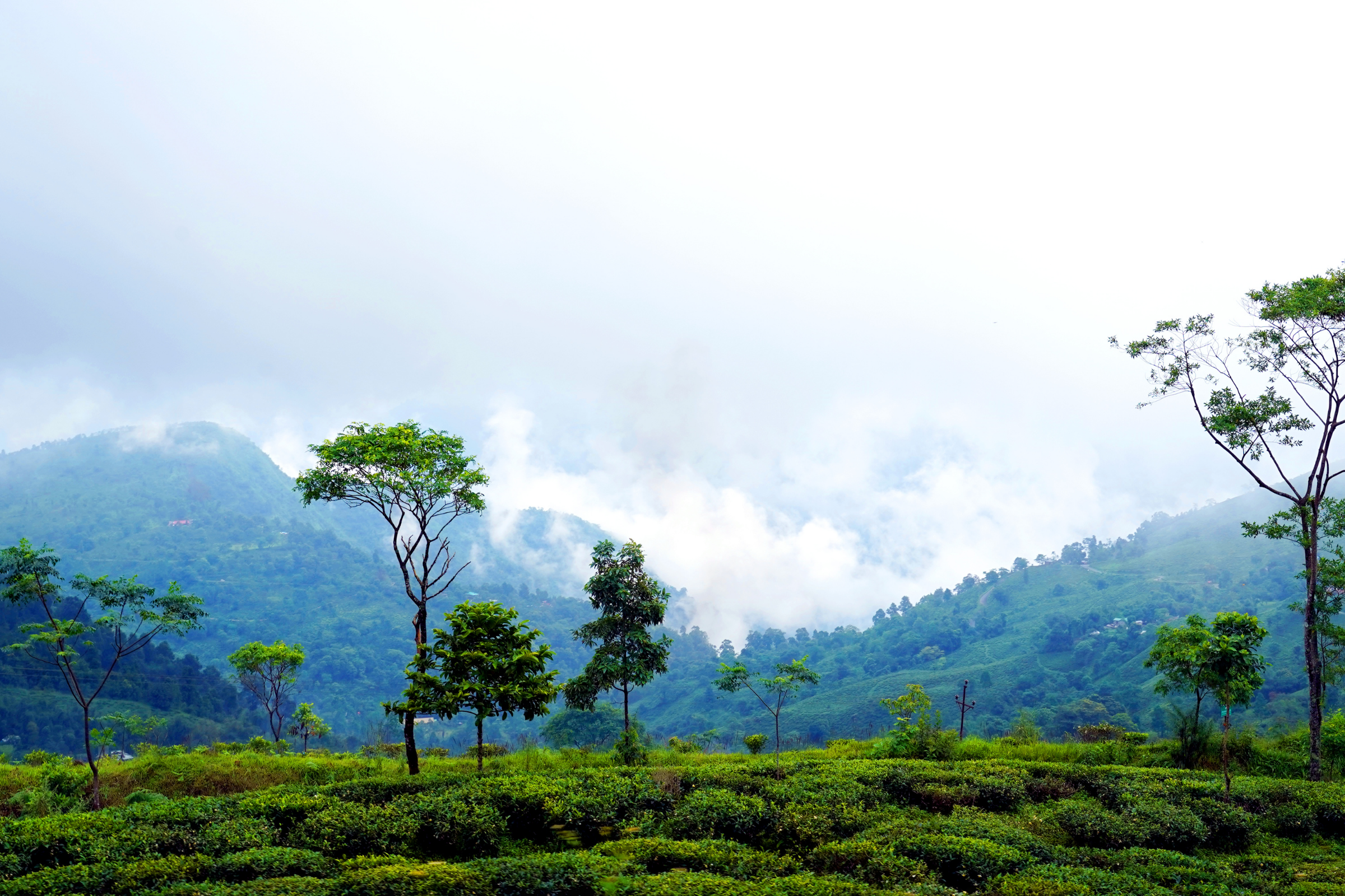 darjeeling (2).webp